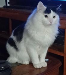 Lost Male Cat last seen Quentin St and 11th St, Aurora, CO 80011