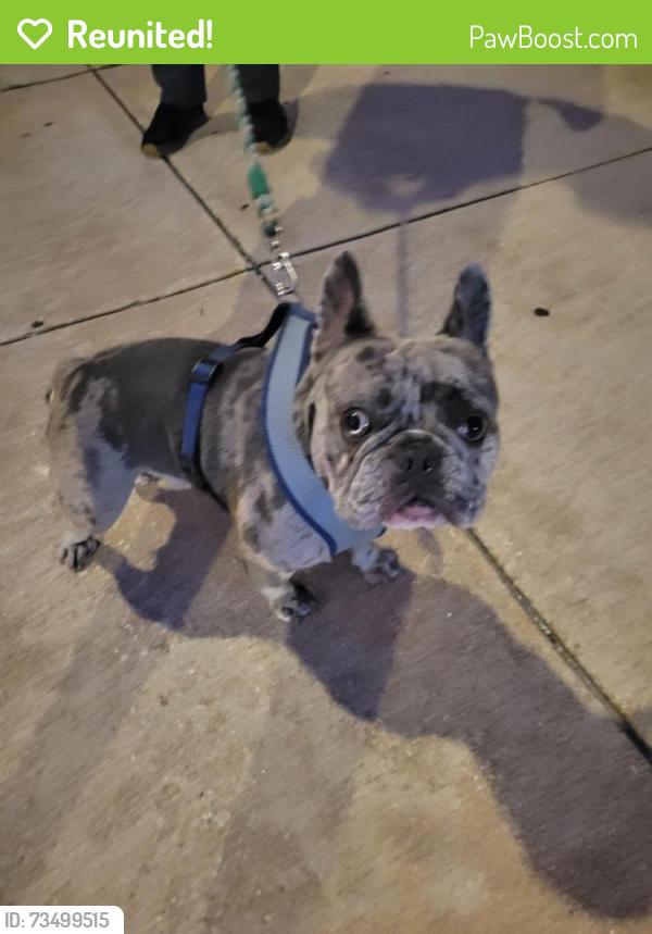Reunited Male Dog last seen North Marshall St and Girard Ave, Philadelphia, PA 19114