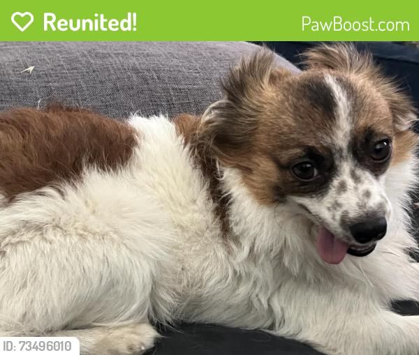 Reunited Male Dog last seen Menifee and Lindenberger rd., Menifee, CA 92584