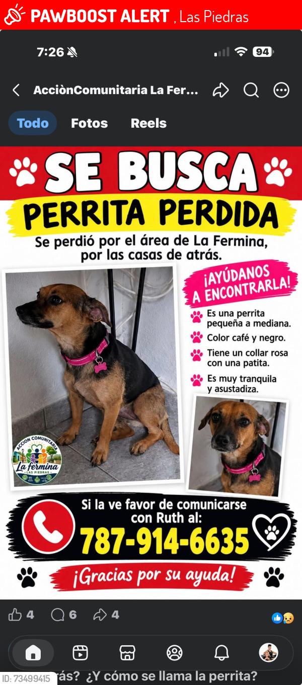 Lost Female Dog last seen Barrio La Fermina, Las Piedras, Puerto Rico, , Las Piedras 00771