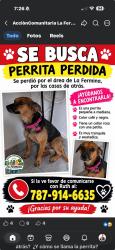 Lost Female Dog last seen Barrio La Fermina, Las Piedras, Puerto Rico, , Las Piedras 00771