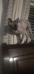 Lost Male Cat last seen 98th st and University between Ellsworth and Crismon, Mesa, AZ 85207