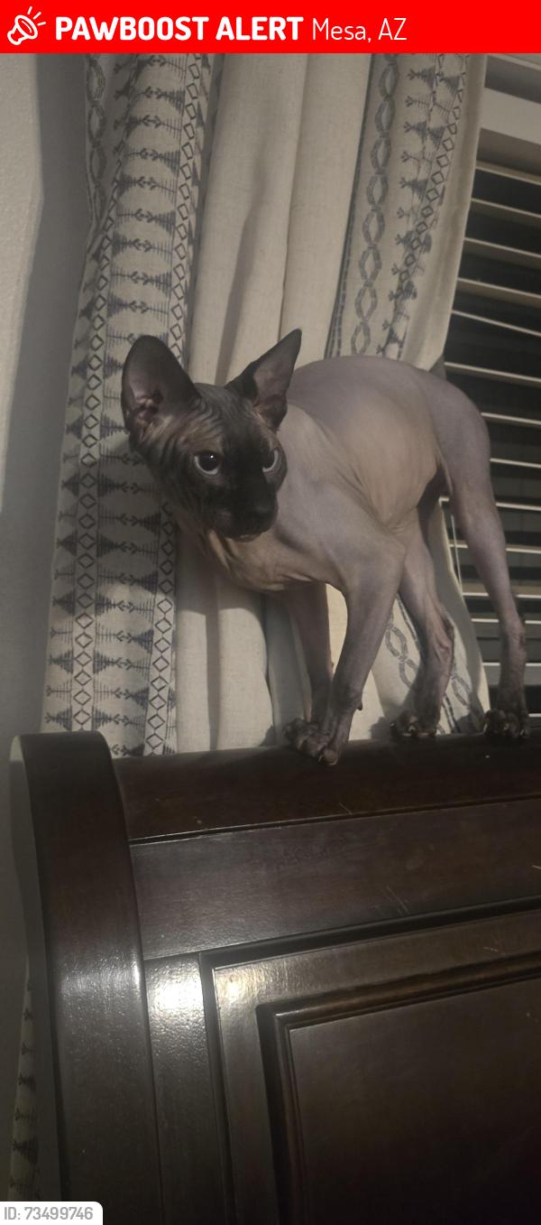 Lost Male Cat last seen 98th st and University between Ellsworth and Crismon, Mesa, AZ 85207