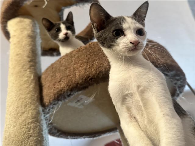 Shelter Stray Female Cat last seen , 957 N Gaffey St, San Pedro, CA 90731, USA