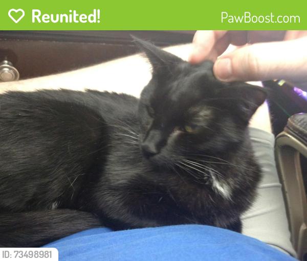 Reunited Female Cat last seen 37th and Sewell, Lincoln, NE 68506