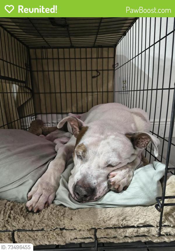 Reunited Male Dog last seen Dixie Hwy and SW 4th ave, Dania Beach, FL 33004