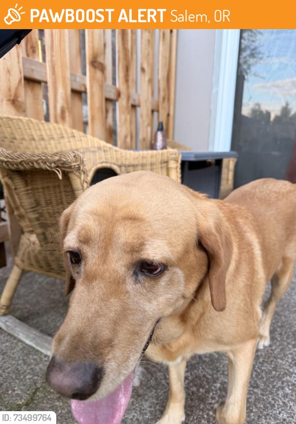 Found/Stray Female Dog last seen Dutch bros, Salem, OR 97317
