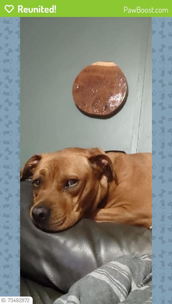 Reunited Female Dog last seen Near NC-41, Trenton, NC 28585