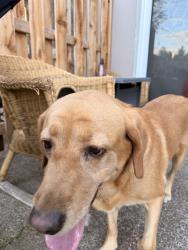 Found/Stray Female Dog last seen Dutch bros, Salem, OR 97317