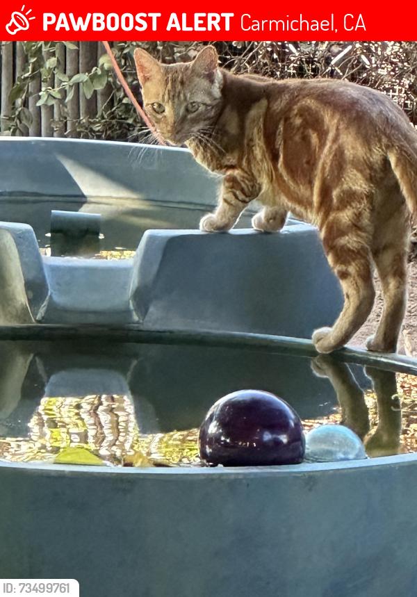 Lost Male Cat last seen Colby and Rampart, Carmichael, CA 95608