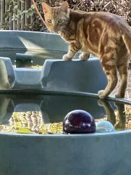 Lost Male Cat last seen Colby and Rampart, Carmichael, CA 95608