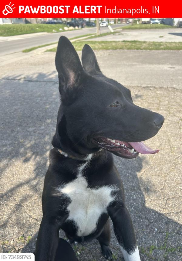 Lost Female Dog last seen Near th Arlington ave 46226, Indianapolis, IN 46219