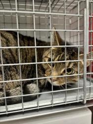 Shelter Stray Male Cat last seen Near BLOCK BOULDER HWY, LAS VEGAS NV 89121, 655 N Mojave Rd, Las Vegas, NV 89101, USA