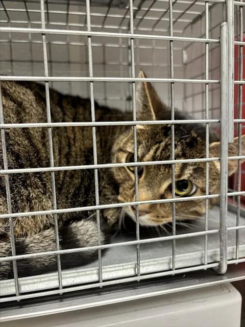 Shelter Stray Male Cat last seen Near BLOCK BOULDER HWY, LAS VEGAS NV 89121, 655 N Mojave Rd, Las Vegas, NV 89101, USA