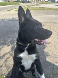 Lost Female Dog last seen Near th Arlington ave 46226, Indianapolis, IN 46219