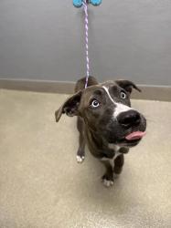 Shelter Stray Female Dog last seen Near BLK N GATEWAT RD, 655 N Mojave Rd, Las Vegas, NV 89101, USA