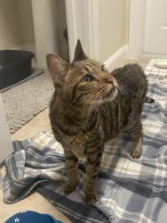 Reunited Unknown Cat last seen Jeaga and Duval, Jupiter, FL 33458