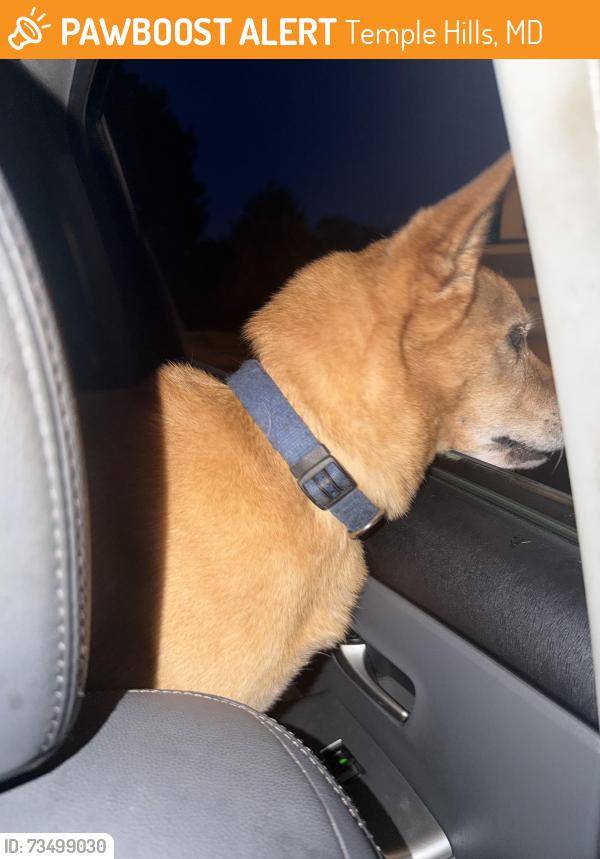 Found/Stray Male Dog last seen Near ranger avenue temple hills, Temple Hills, MD 20748