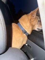 Found/Stray Male Dog last seen Near ranger avenue temple hills, Temple Hills, MD 20748