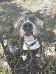Shelter Stray Male Dog last seen Near BLOCK SW 104TH ST, 3599 NW 79th Ave, Doral, FL 33122, USA