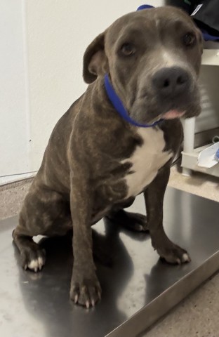 Shelter Stray Female Dog last seen Near BLOCK STOVER AVE, BAKERSFIELD CA 93307, 3951 Fruitvale Ave, Bakersfield, CA 93308, USA