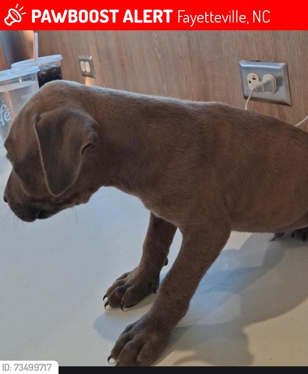 Lost Female Dog last seen Cliffdale, Fayetteville, NC 28304
