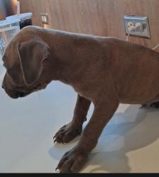 Lost Female Dog last seen Cliffdale, Fayetteville, NC 28304