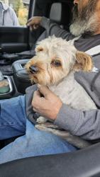 Found/Stray Male Dog last seen S Lewis rd Nampa, Canyon County, ID 83686