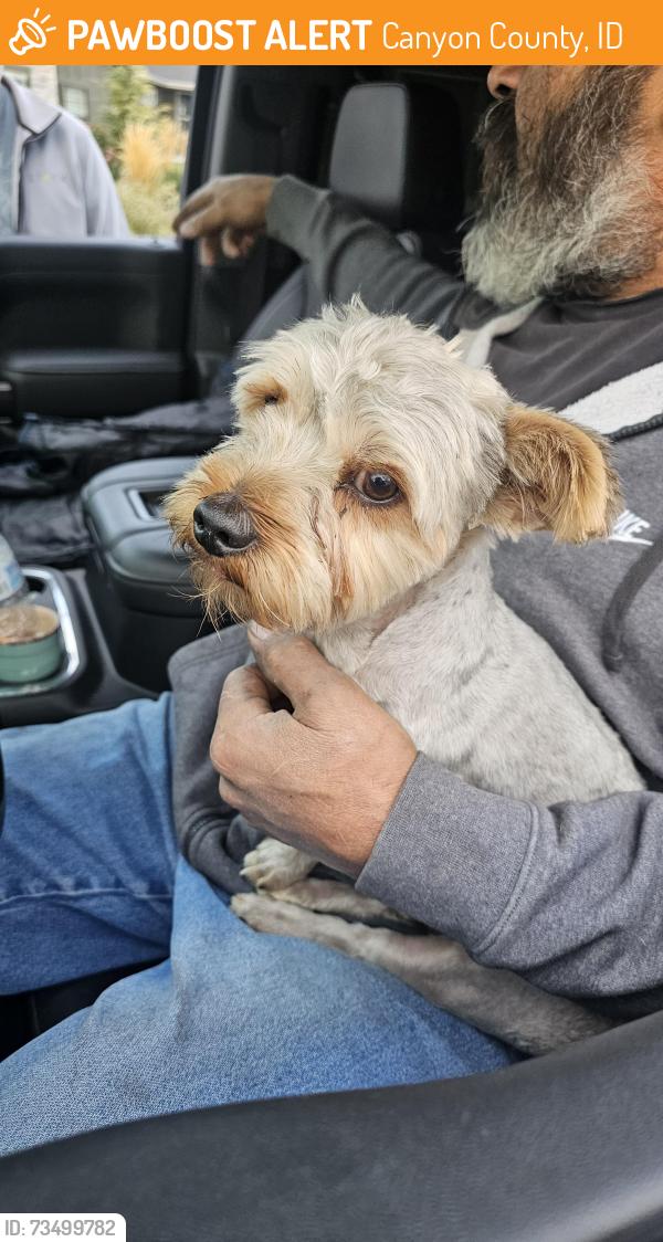 Found/Stray Male Dog last seen S Lewis rd Nampa, Canyon County, ID 83686