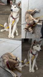 Found/Stray Male Dog last seen Wildwood rd & Sherwood between Wasco and Delano, Wasco, CA 93280