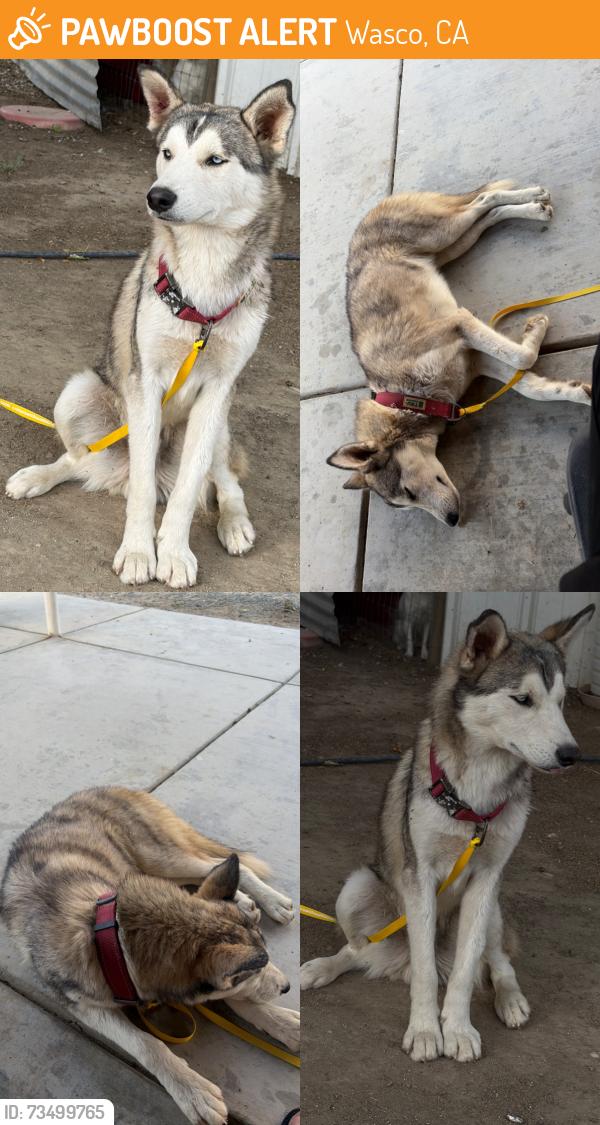 Found/Stray Male Dog last seen Wildwood rd & Sherwood between Wasco and Delano, Wasco, CA 93280