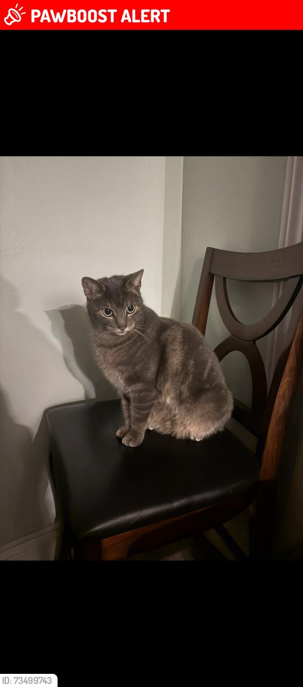 Lost Male Cat last seen Alice street and Sunset blvd, Woodstock, ON N4S 4A5