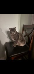Lost Male Cat last seen Alice street and Sunset blvd, Woodstock, ON N4S 4A5