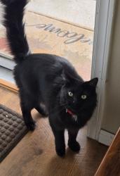 Reunited Male Cat last seen Shady Oak and Excelsior Blvd , Hopkins, Hopkins, MN 55343