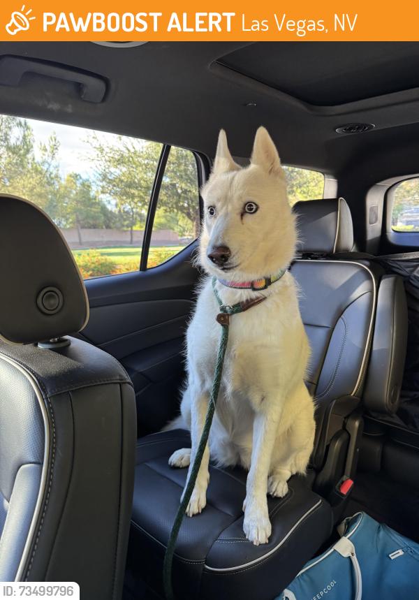 Found/Stray Female Dog last seen Racel and Silverstone dr, Las Vegas, NV 89131
