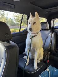 Found/Stray Female Dog last seen Racel and Silverstone dr, Las Vegas, NV 89131
