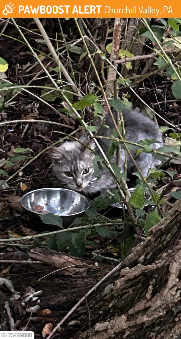 Found/Stray Unknown Cat last seen Rodi and Hoover streets, Churchill Valley, PA 15235