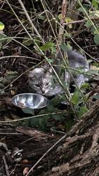 Found/Stray Unknown Cat last seen Rodi and Hoover streets, Churchill Valley, PA 15235