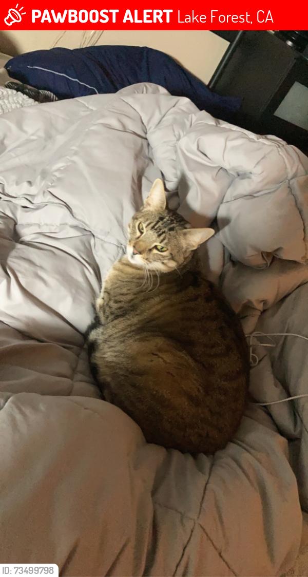 Lost Male Cat last seen Grandview Crest, Lake Forest, CA 92630