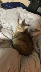 Lost Male Cat last seen Grandview Crest, Lake Forest, CA 92630