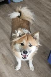 Reunited Female Dog last seen Near Memory Lanes Bowling alley in south minneapolis, Minneapolis, MN 55406