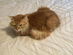 Lost Male Cat last seen knickerbocker at willowgrove, Houston, TX 77035