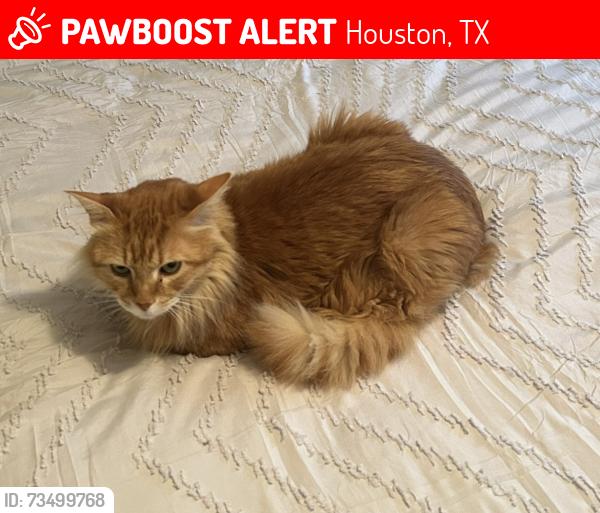 Lost Male Cat last seen knickerbocker at willowgrove, Houston, TX 77035