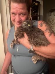 Reunited Female Cat last seen 212th, Sierra Way, Queen Creek, AZ 85142