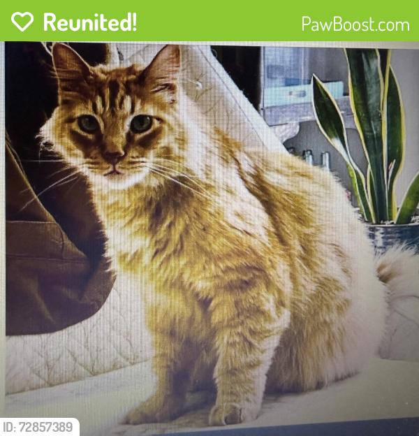 Reunited Male Cat last seen Jolie Pointe and Munger, West Linn, OR 97068