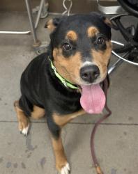 Shelter Stray Female Dog last seen , 4000 N Silverbell Rd, Tucson, AZ 85745, USA