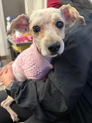 Shelter Stray Female Dog last seen , 4000 N Silverbell Rd, Tucson, AZ 85745, USA