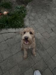 Reunited Male Dog last seen Headed towards Andrew’s elementary school, Three Rivers, MI 49093