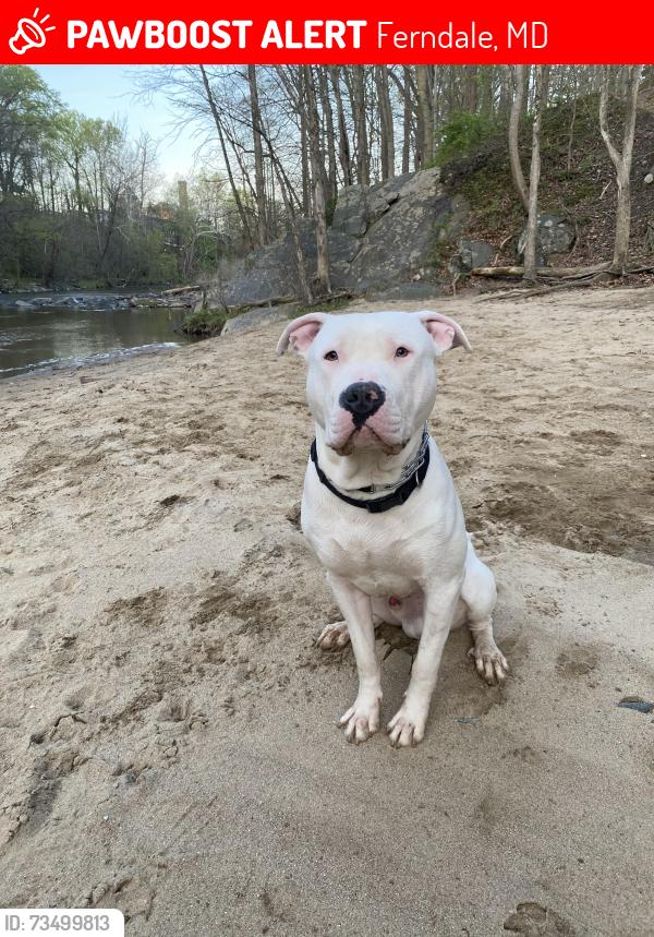 Lost Male Dog last seen Glendale ave, Ferndale, MD 21061