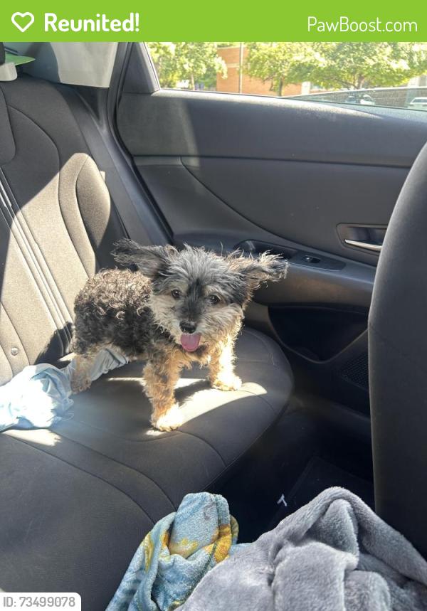 Reunited Female Dog last seen Walmart, Nashville, TN 37211
